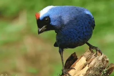 Cardenal azul o imperial
