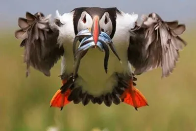 Frailecillo pescando