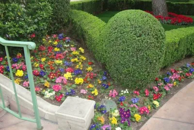 פאזל של Flores