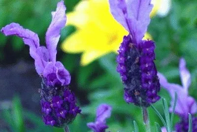 Calming Purple House Plant