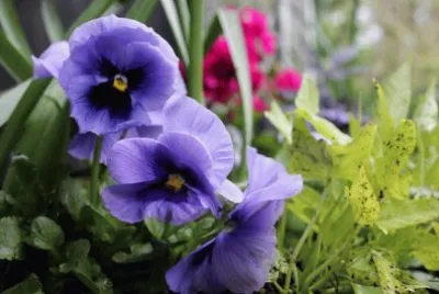 Purple Pansies