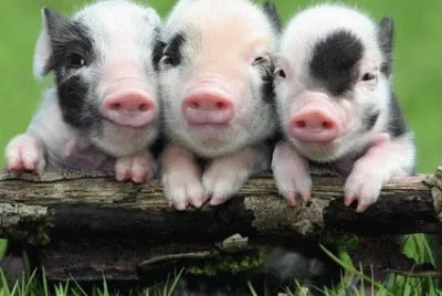 Piglets