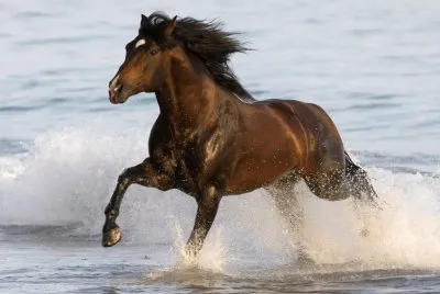 פאזל של Water Horse