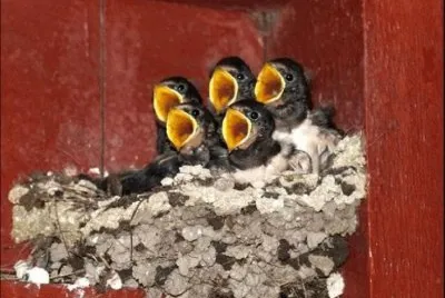 Babies