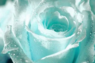 Rosa Azul Claro