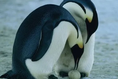 PingÃ¼inos Emperador