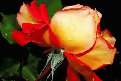 flores