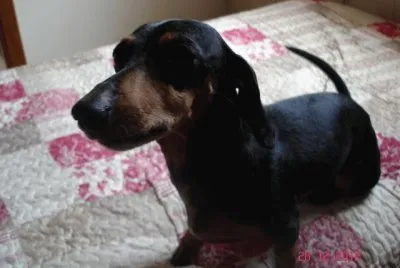 Cachorra
