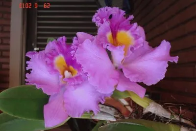 orquidea