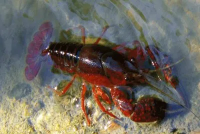 Cangrejo de rÃ­o Americano