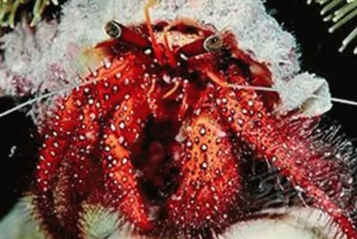 Cangrejo ErmitaÃ±o