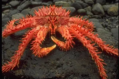 Cangrejo rojo - Canal del Beagle