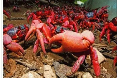 Cangrejo rojo â€“ Isla de Navidad