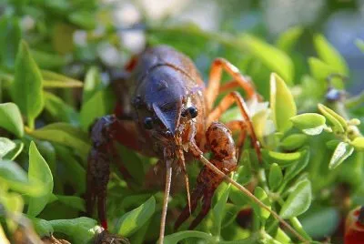 Cangrejo rojo de las marismas