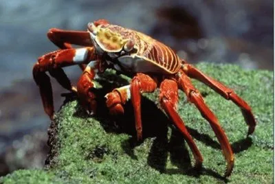Cangrejo rojo de roca â€“ SudamÃ©rica