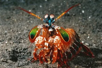 Gamba Mantis - Australia