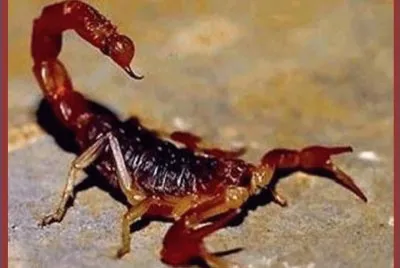 ArtrÃ³podo venenoso