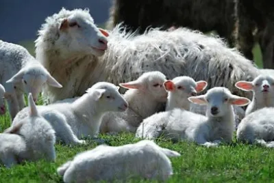 Sheep