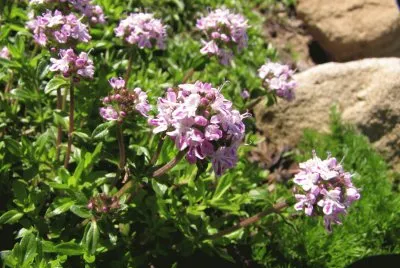 BlÃ¼ten