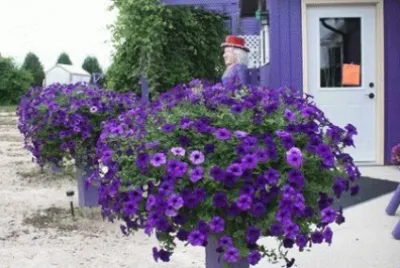 Purple Farm-Harmony, Minnestoa