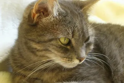 Serafina