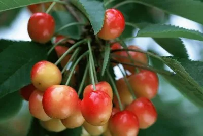 frutas