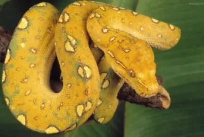 serpiente