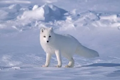 arctic fox