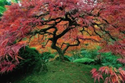 arbol