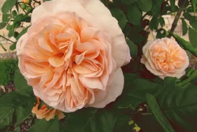 Rosen