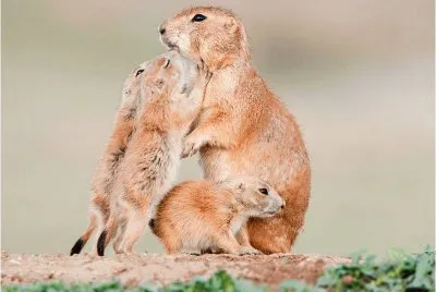 mom #81