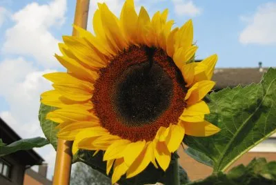 Sonnenblume