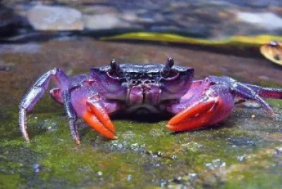 Purple Crab-Palawan Island