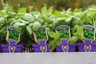 Sweet Basil Garden