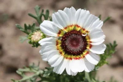 f