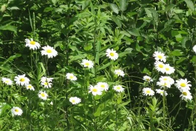 I ll give you a daisy a day dear