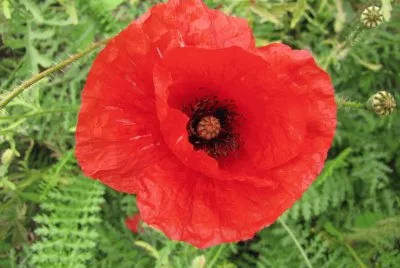 Mohn