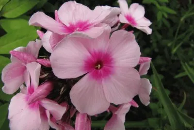 Phlox