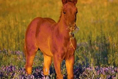 d jigsaw puzzle