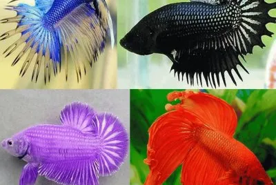 PECES