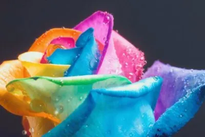ROSA jigsaw puzzle