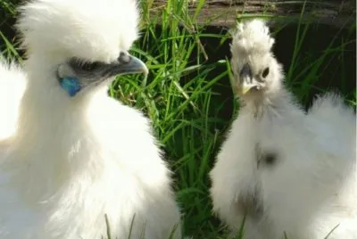 Gallina Japonesa sedosa