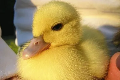 Polluelo de pato