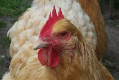 Gallina Orpington - UK