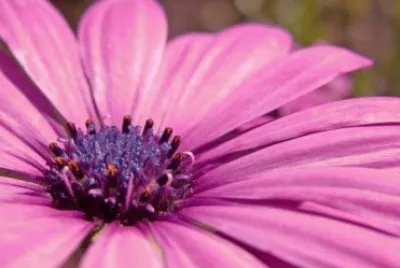 flor