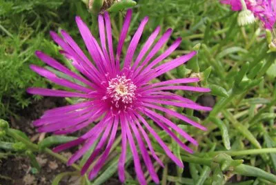 Blume