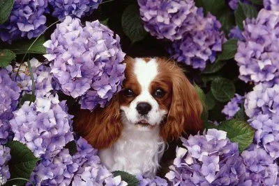 Dog in the Purple Flowers