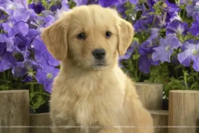 Labrador Puppy and Purple Flowers