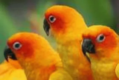 פאזל של birds