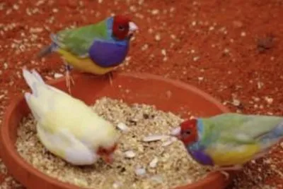 birds